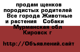 продам щенков породистых родителей - Все города Животные и растения » Собаки   . Мурманская обл.,Кировск г.